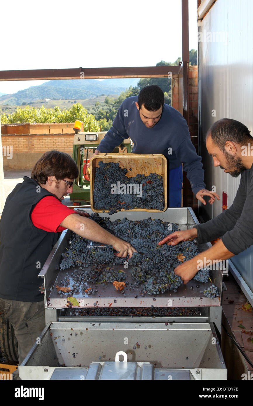 Vin rouge les raisins sont triés et traités par un égrappage machine dans une cave dans le Priorat région de Catalogne, Espagne Banque D'Images