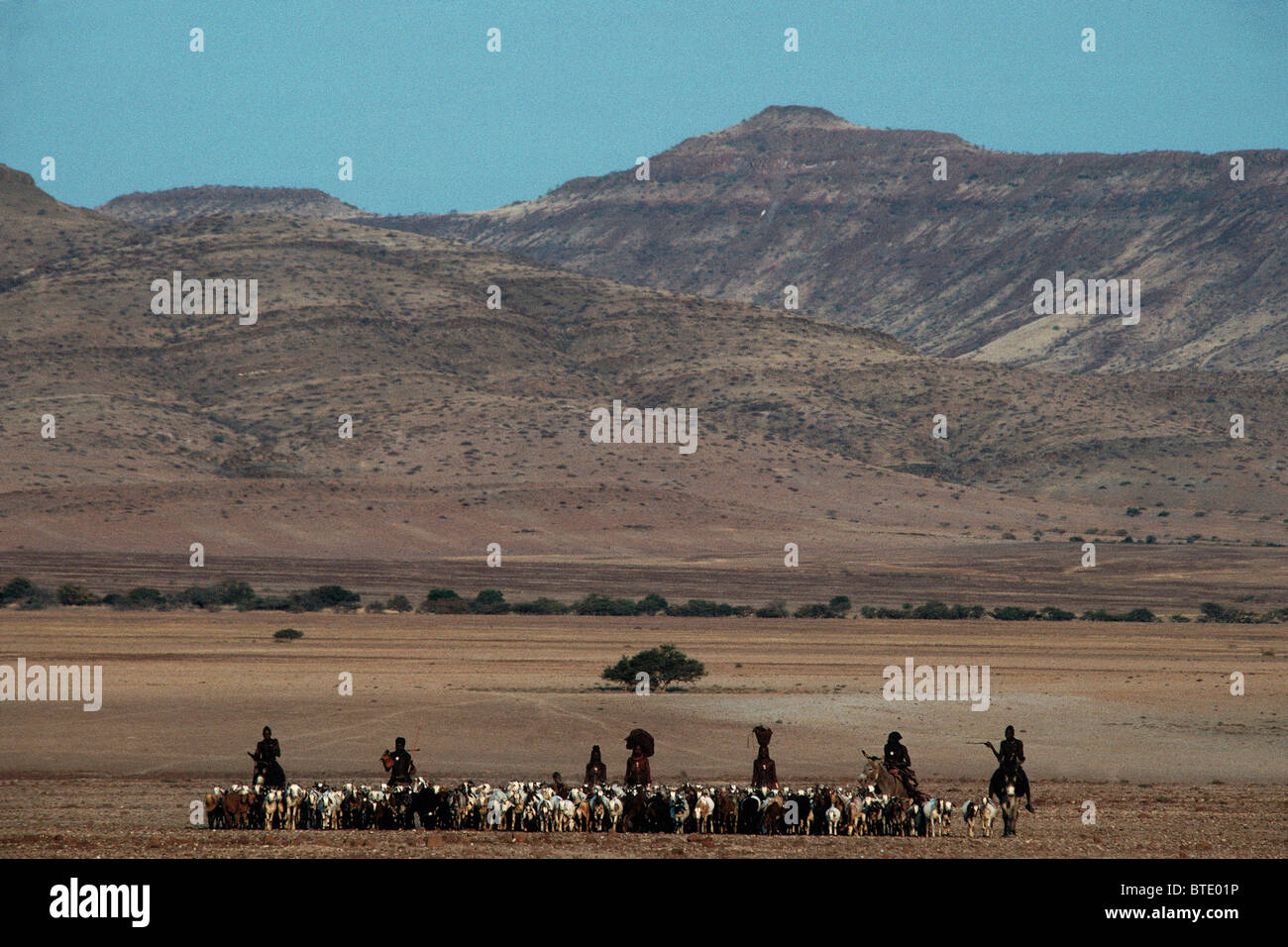 Une vue panoramique de Himba hommes à cheval des troupeaux caprins avec des montagnes en arrière-plan Banque D'Images