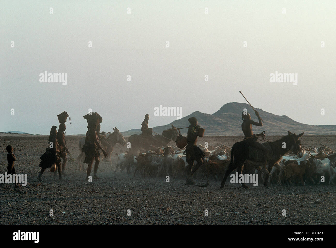 L'élevage villageois Himba chèvres sur une plaine de sable Banque D'Images