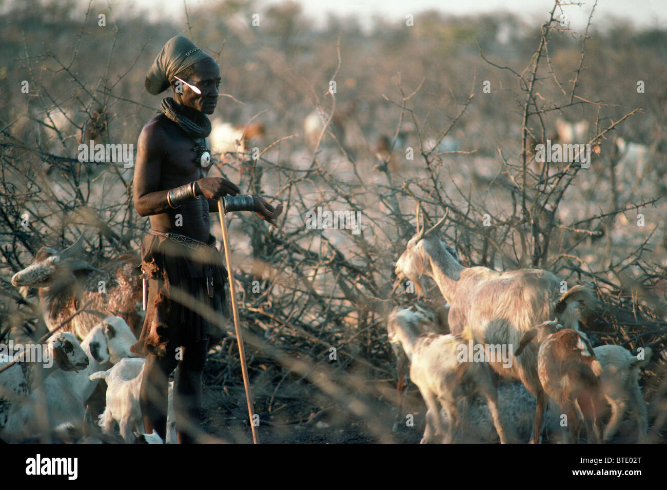Homme Himba occuper des chèvres dans leur kraal Banque D'Images
