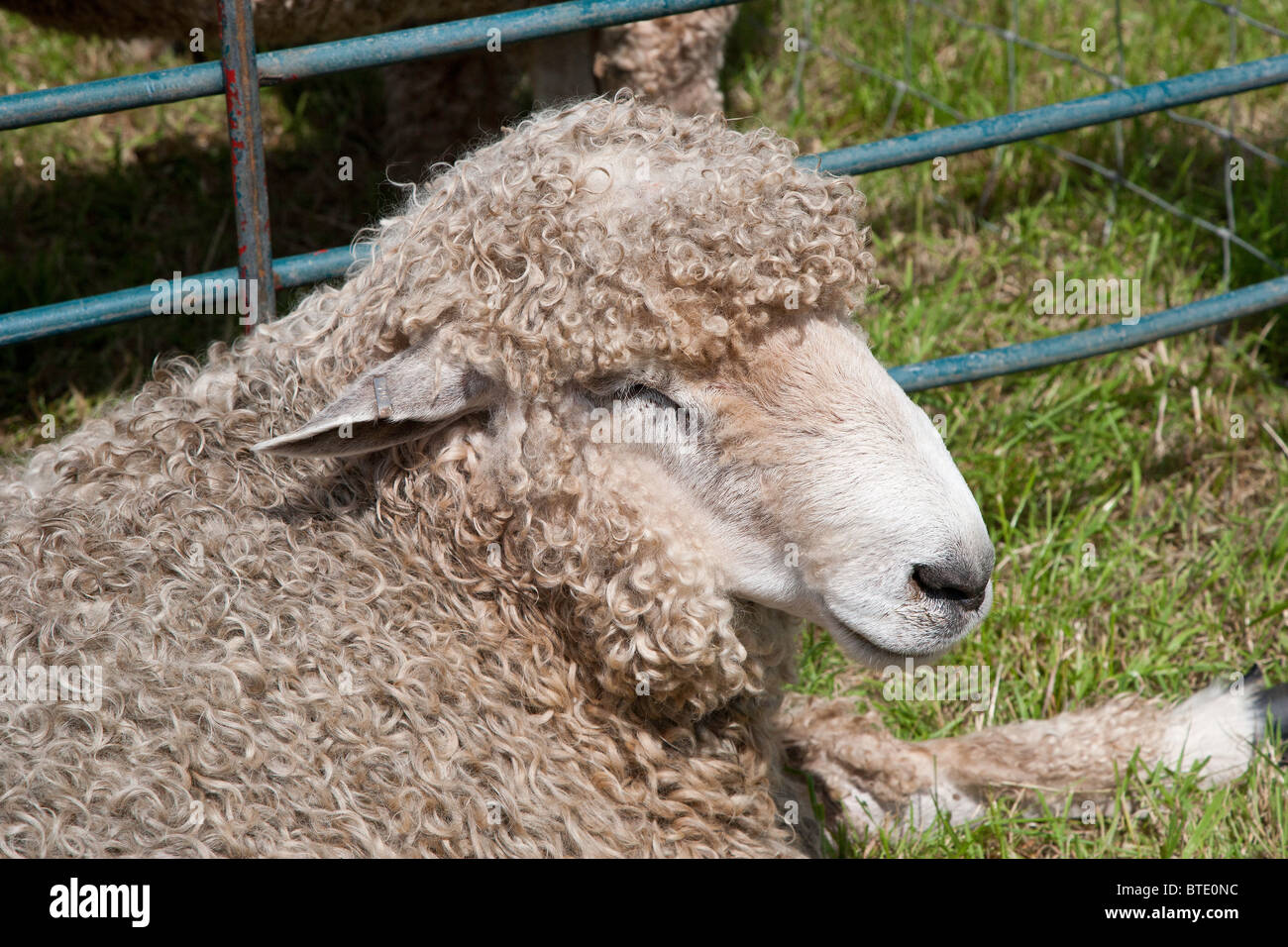 LINCOLN LONGWOOL MOUTON À MONMOUTHSHIRE CHEPSTOW SHOW AGRICOLE Pays de Galles UK Banque D'Images