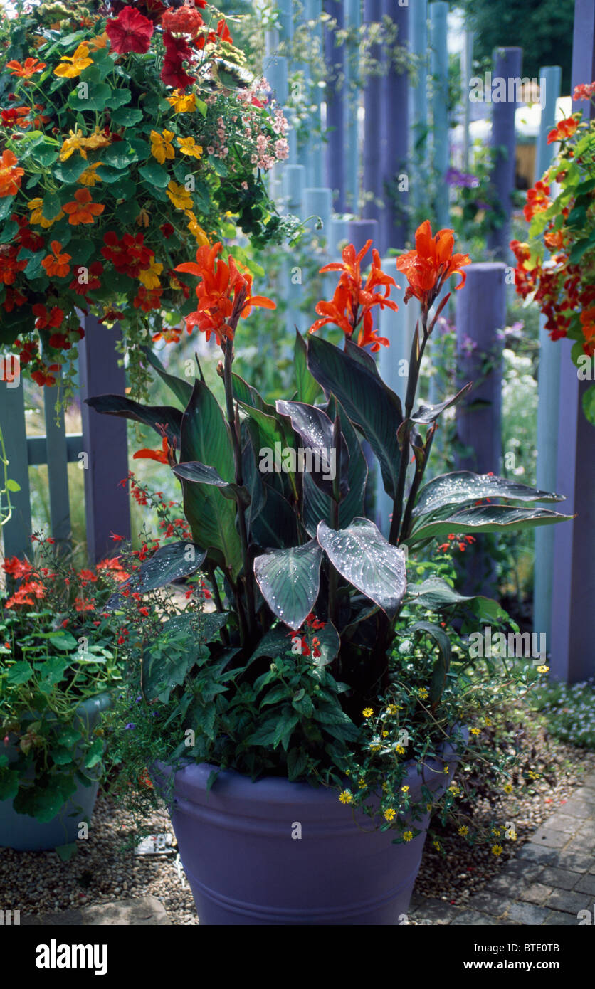 Close-up of red Water Lilies canna en bleu ci-dessous pot orange et rouge les capucines en suspension sur bleu clôture en jardin d'été Banque D'Images