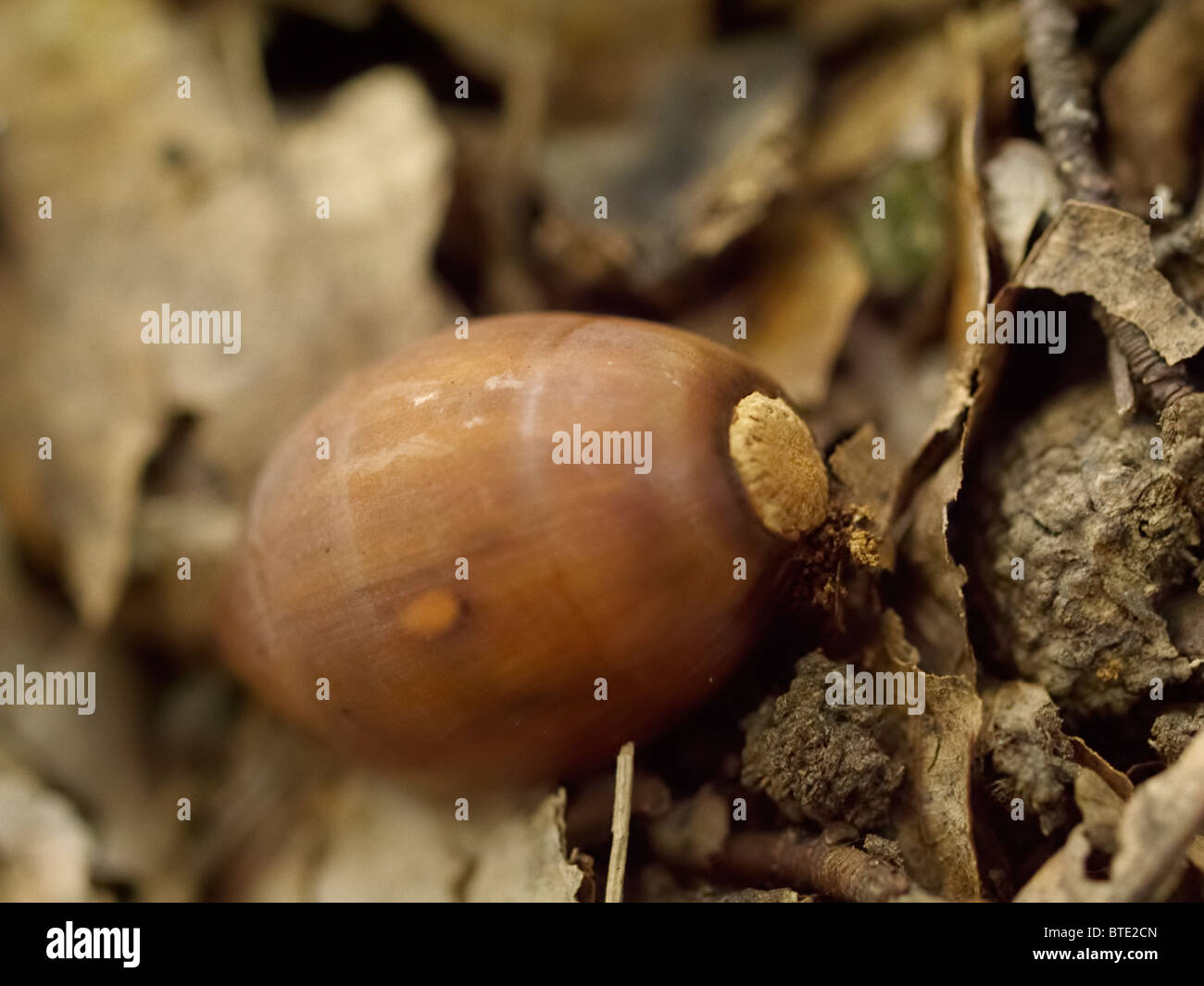 Un acorn tombé sur un sol forestier. Banque D'Images