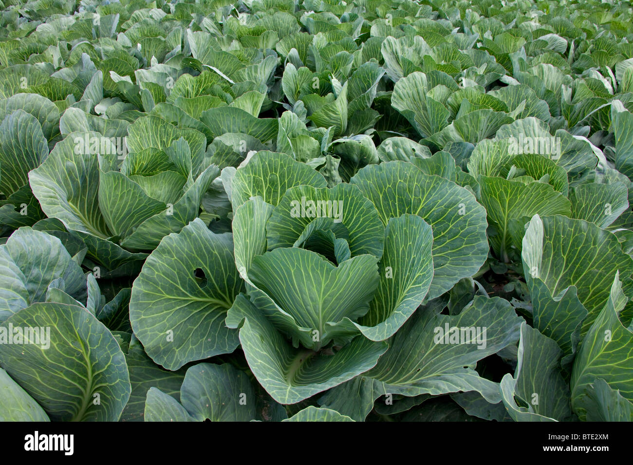 Chou blanc (Brassica oleracea var. capitala f. alba) dans la zone, Allemagne Banque D'Images