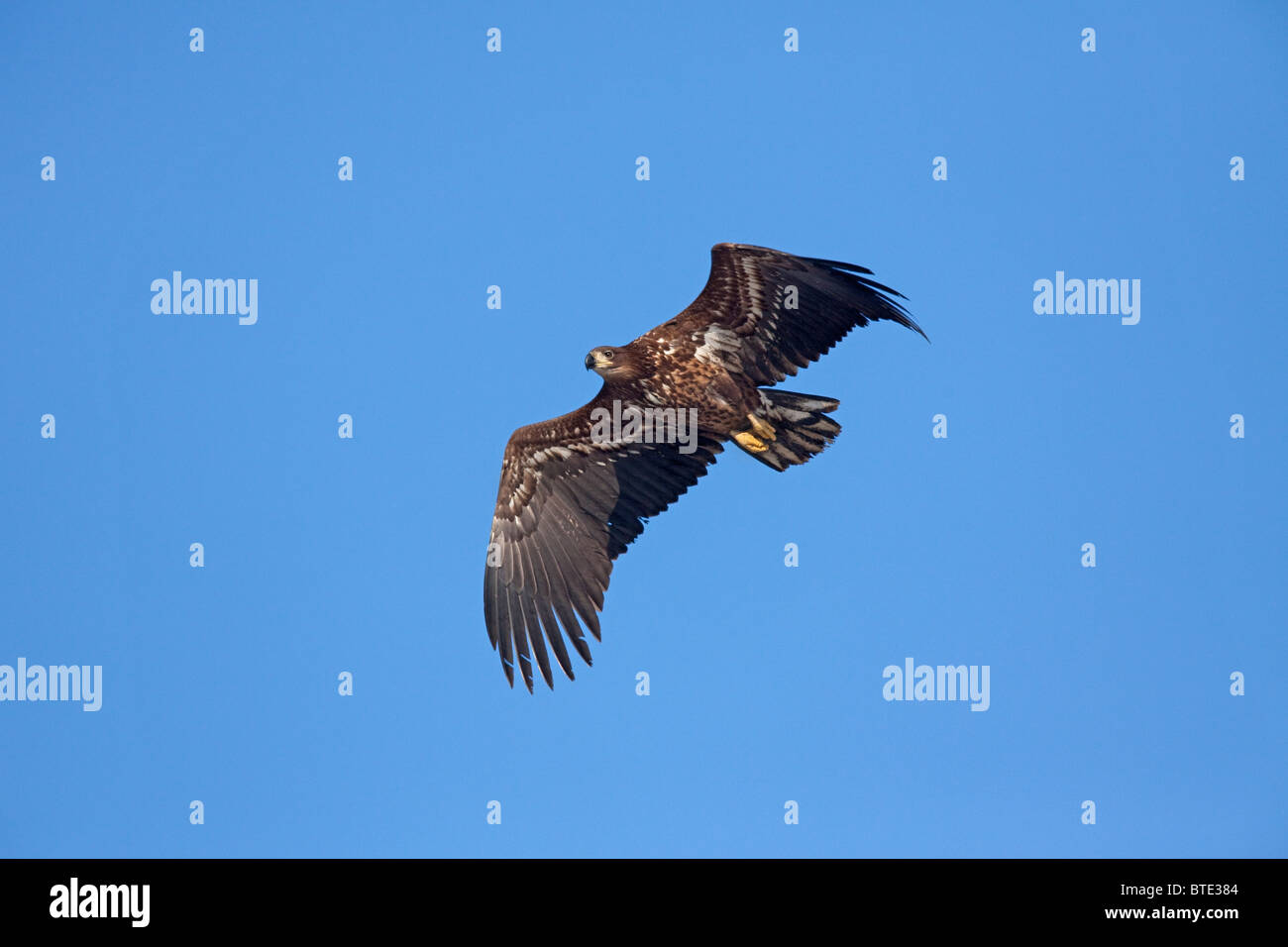 À queue blanche (Haliaeetus albicilla), juvénile oiseau en vol, Allemagne Banque D'Images