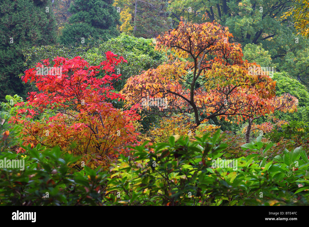 Jardin japonais d'Automne Couleurs d'automne Wroclaw Pologne Banque D'Images