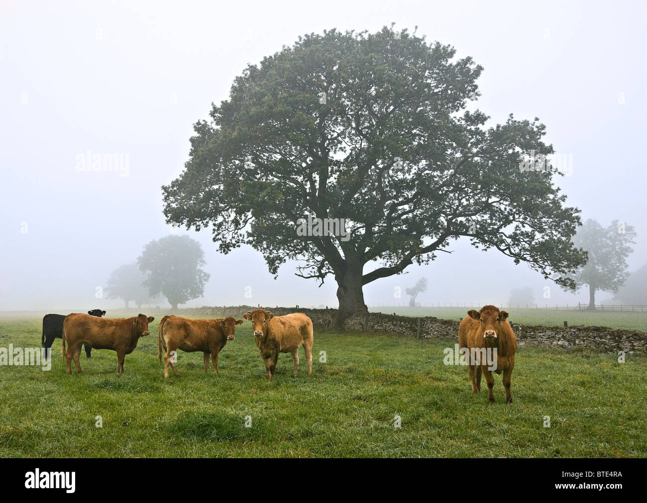 Matin brumeux près de Leyburn, North Yorkshire. Les troupeaux dans les champs sont Limousin traverse. Les bovins de boucherie Banque D'Images