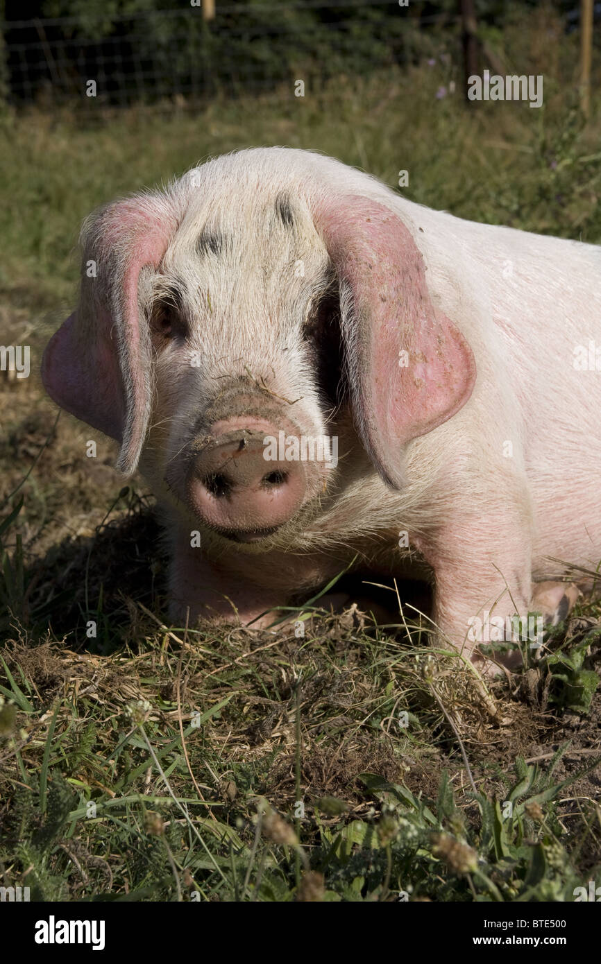 Oldspot Gloucester porcelets sur fermette en Kent, Angleterre Banque D'Images