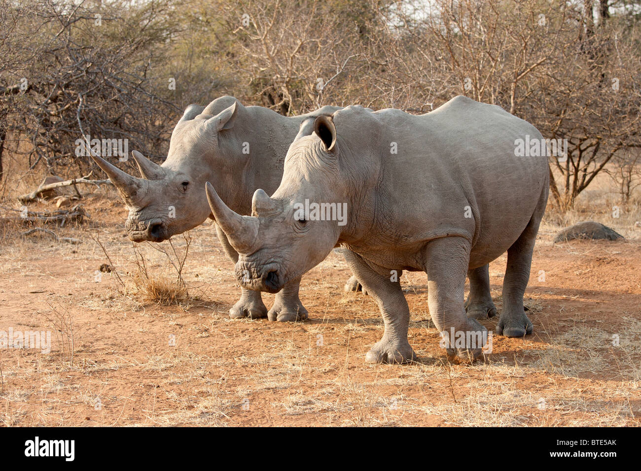 Paire rhinocéros blancs dans le Parc National Kruger, Afrique du Sud. Banque D'Images