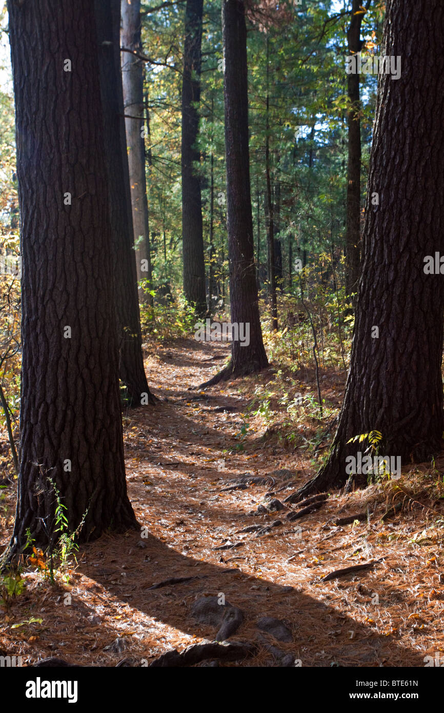 Sentier boisé isolé dans le Wisconsin Dells. Banque D'Images