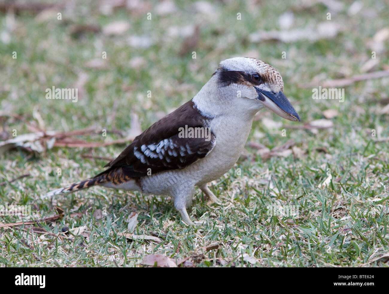 Laughing Kookaburra Dacelo novaeguineae (), Sydney, Australie Banque D'Images