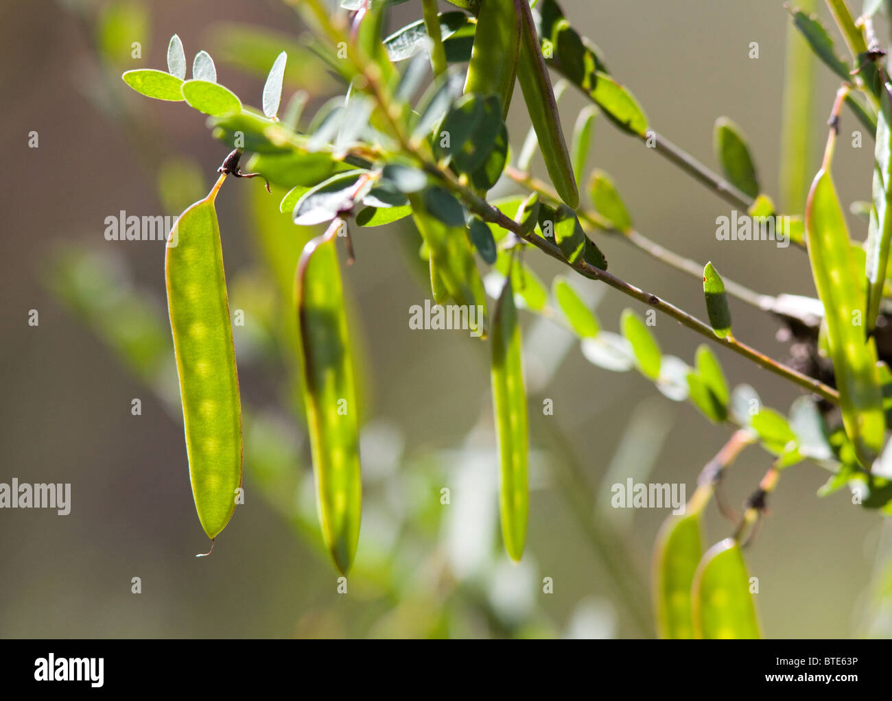 Les gousses vertes suspendu à une plante dans le bush australien, Royal National Park, Australie Banque D'Images