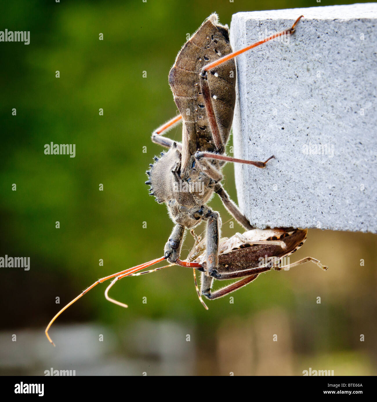 Rare photo de l'assassin d'éviction bug l'injection de venin dans le corps d'une odeur ou un bouclier bug Banque D'Images