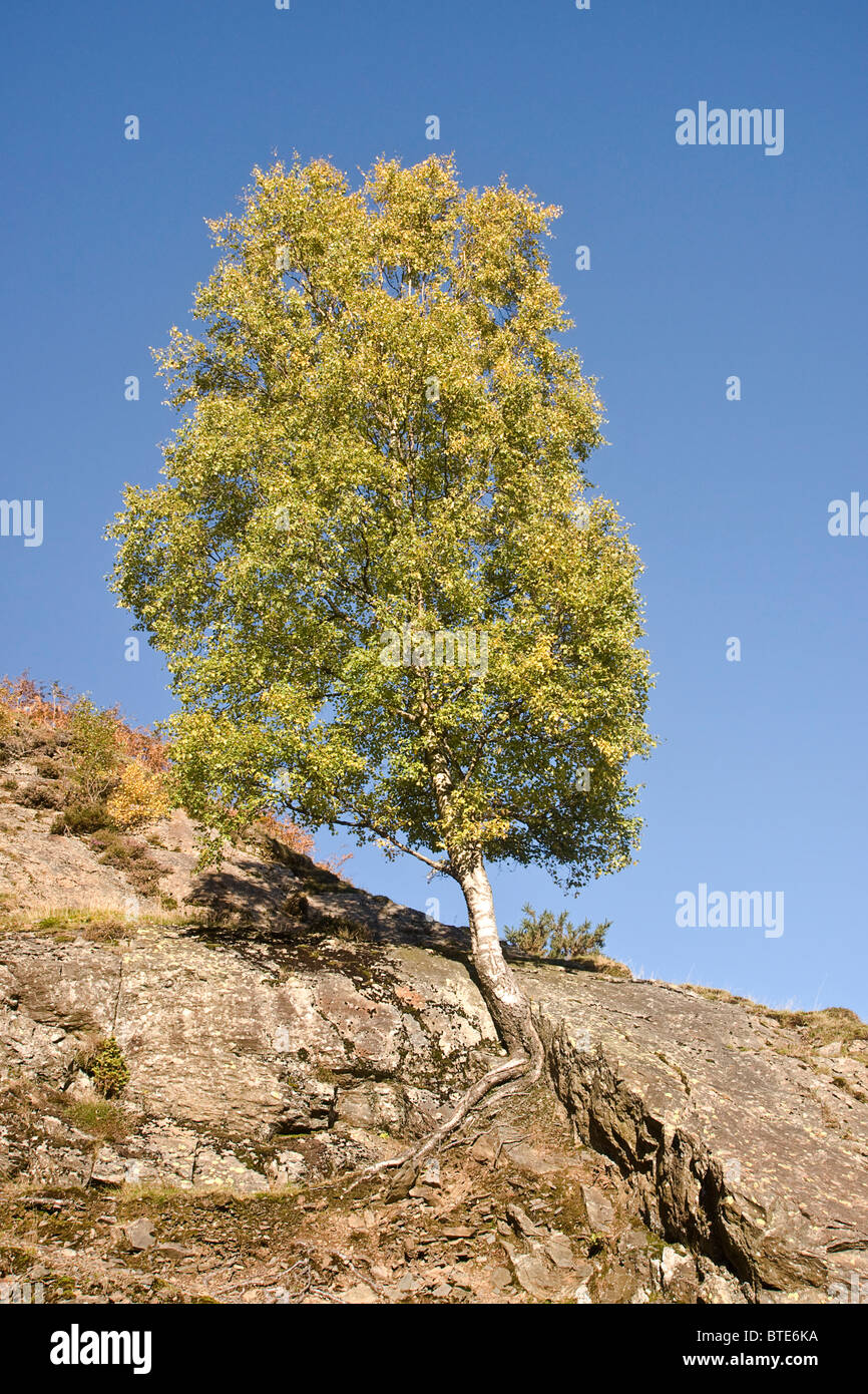 Silver Birch Tree accroché à un rocher plat sur les pentes de Catbells dans le Lake District. Banque D'Images
