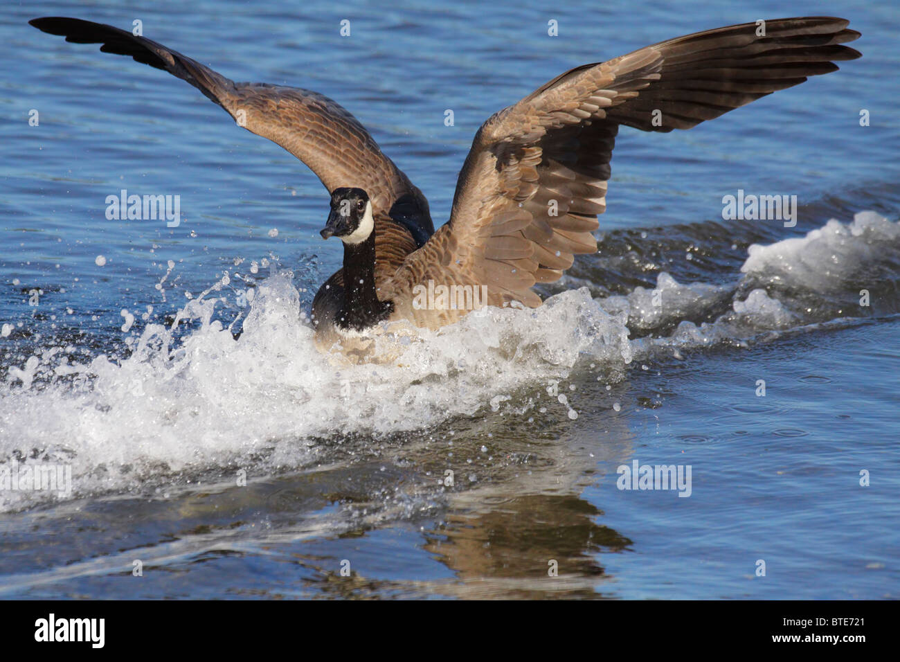 Canada goose landing sur lagoon-Victoria, Colombie-Britannique, Canada. Banque D'Images