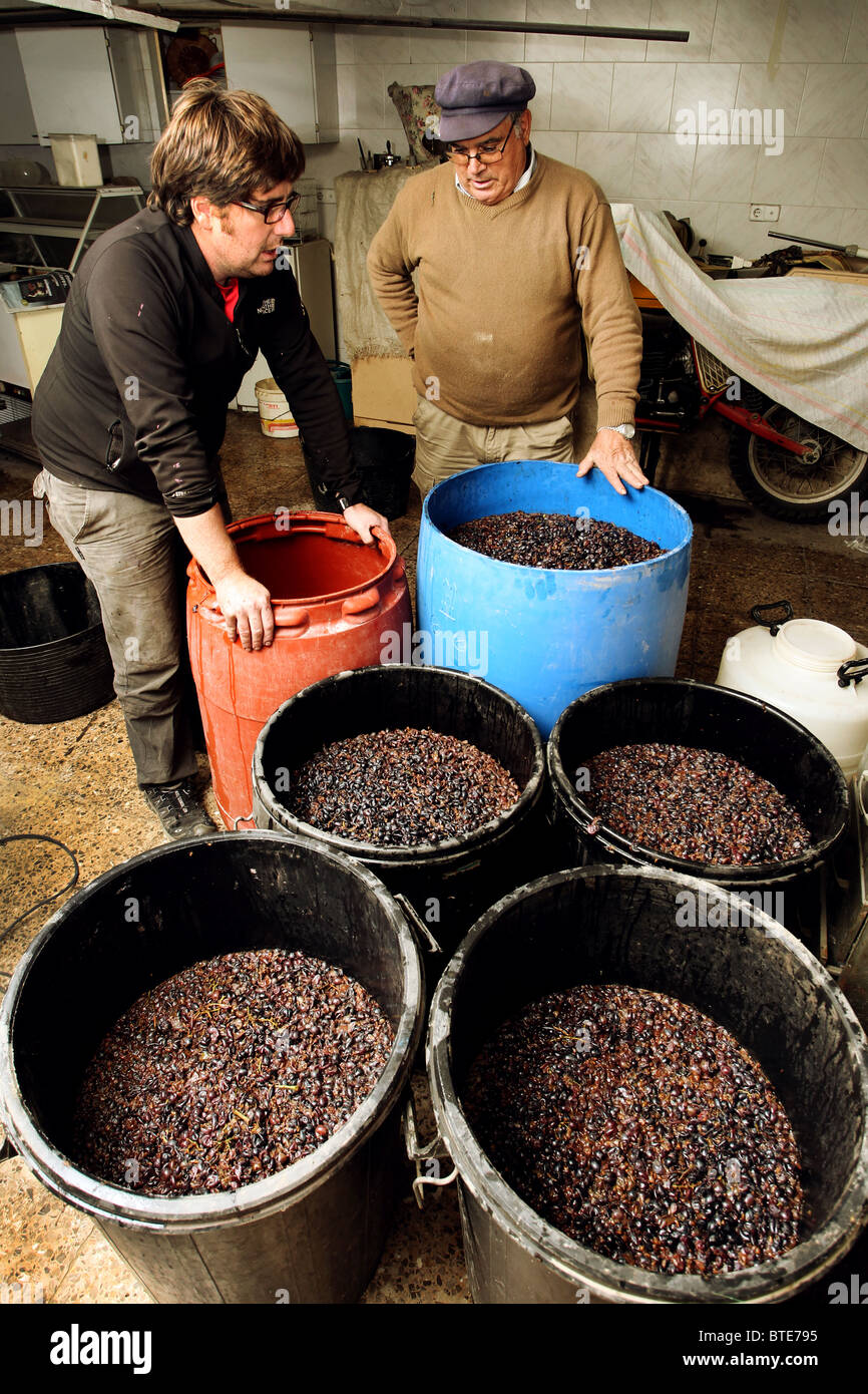 Deux hommes discuter de la manière de faire du vin avec des raisins qui sont la fermentation dans de grands bacs en plastique Banque D'Images