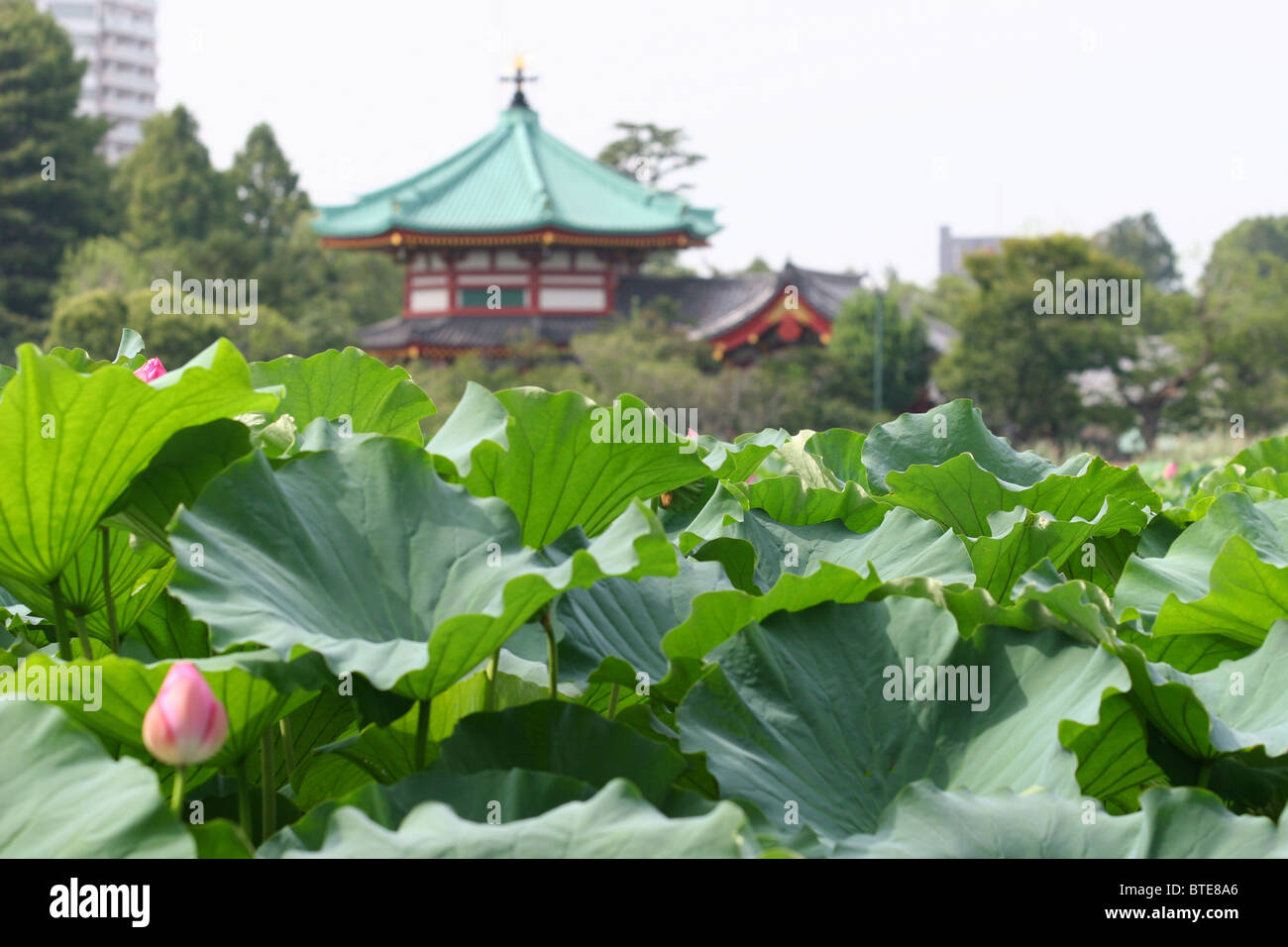 Étang de Lotus avec un temple bouddhiste dans l'arrière-plan dans le parc Ueno à Tokyo, Japon Banque D'Images