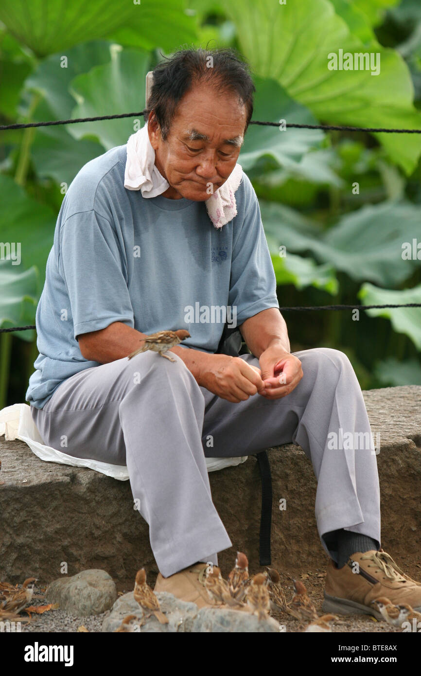 Un vieil homme nourrir les oiseaux dans le parc Ueno à Tokyo, Japon Banque D'Images