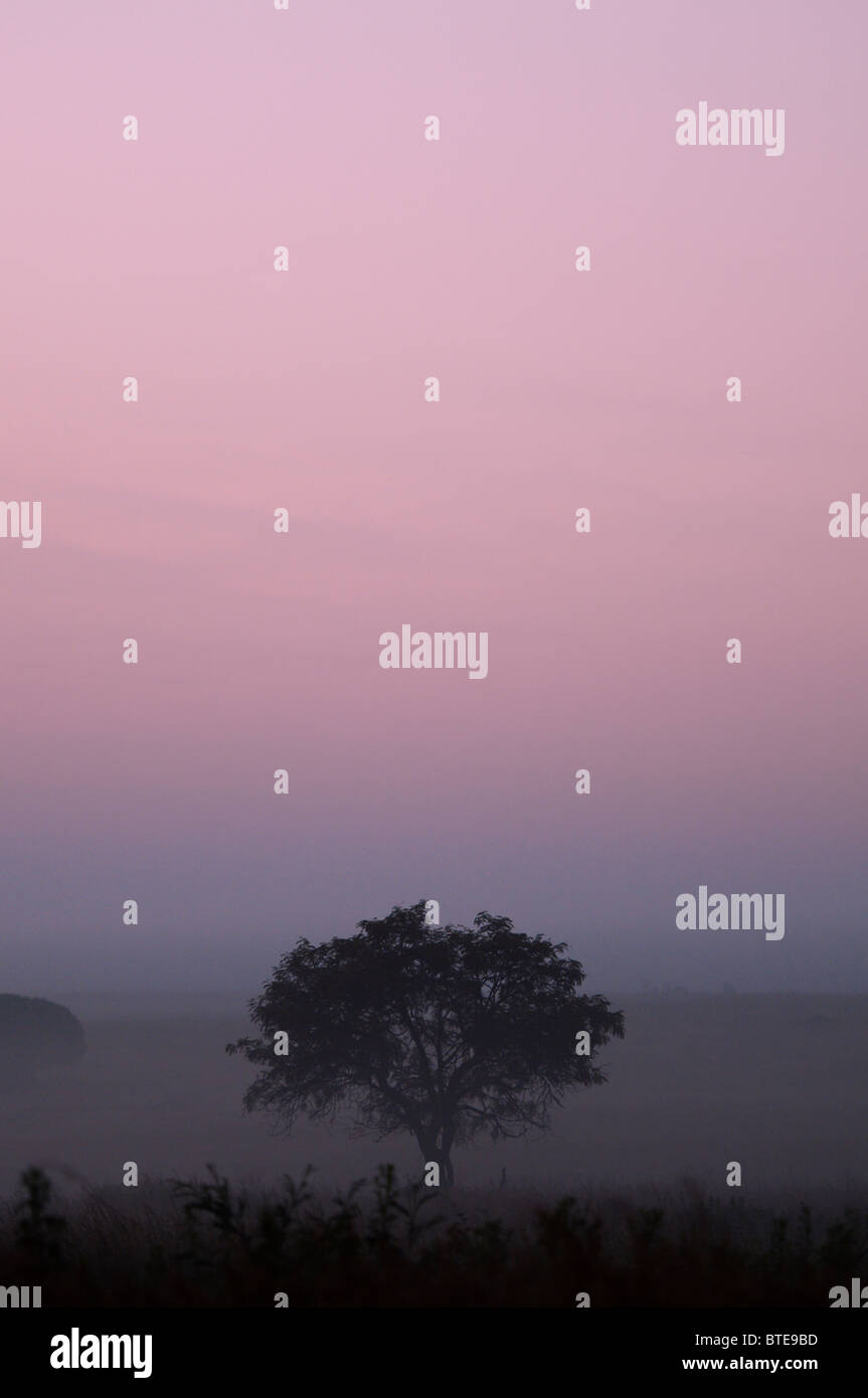 Crépuscule dans le bushveld montrant un arbre isolé et moody ciel rose Banque D'Images