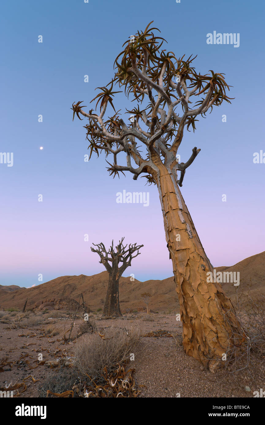 Moody photo d'un des arbres carquois (Aloe dichotoma) avec la pleine lune dans la distance Banque D'Images