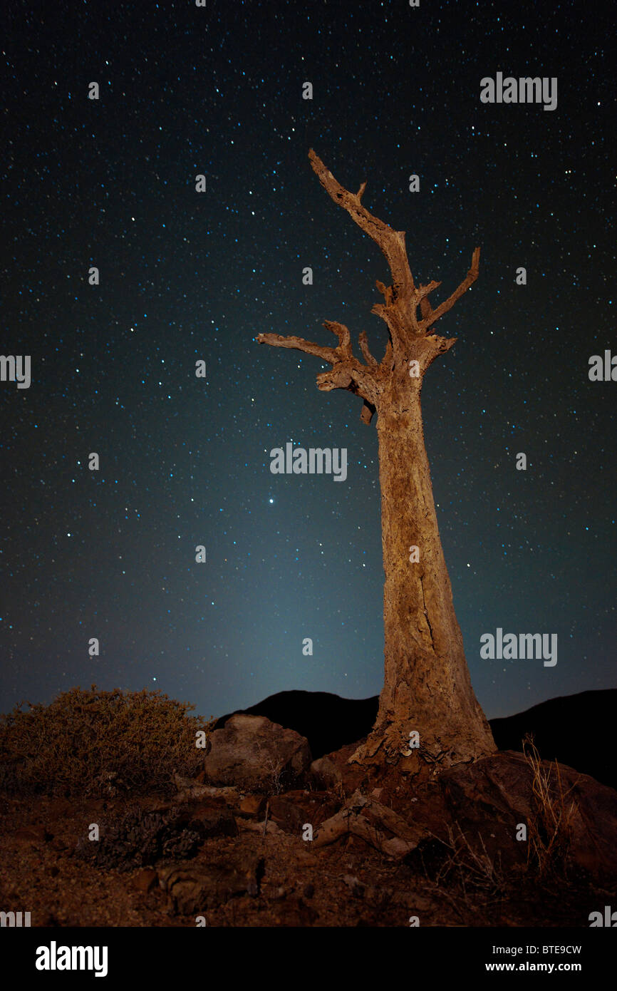 Ciel nocturne dans le Richtersveld avec un Quiver Tree sans feuilles (Aloe dichotoma) en premier plan Banque D'Images