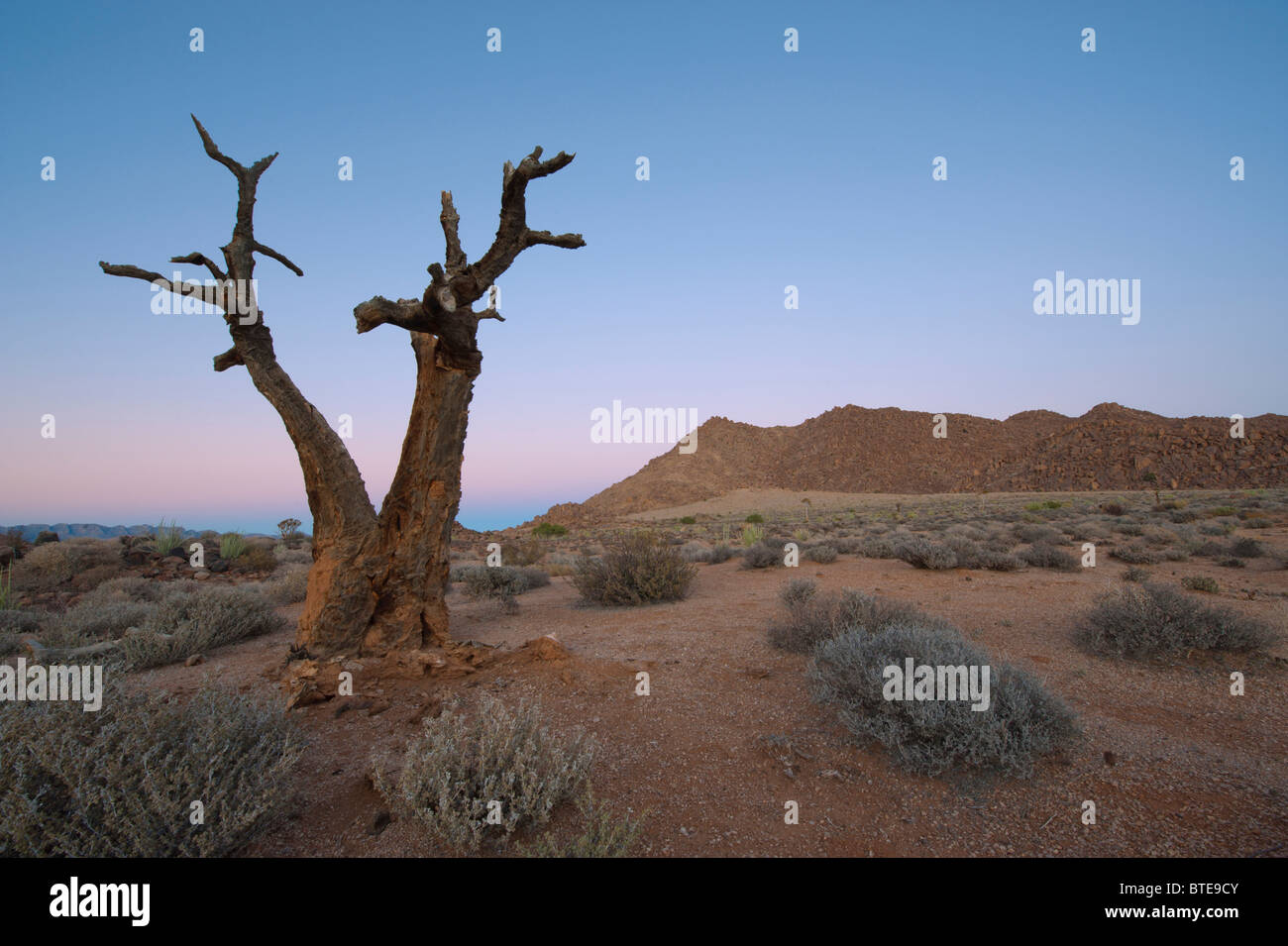 Richtersveld paysage avec un Quiver Tree (Aloe dichotoma) installé dans un paysage aride Banque D'Images