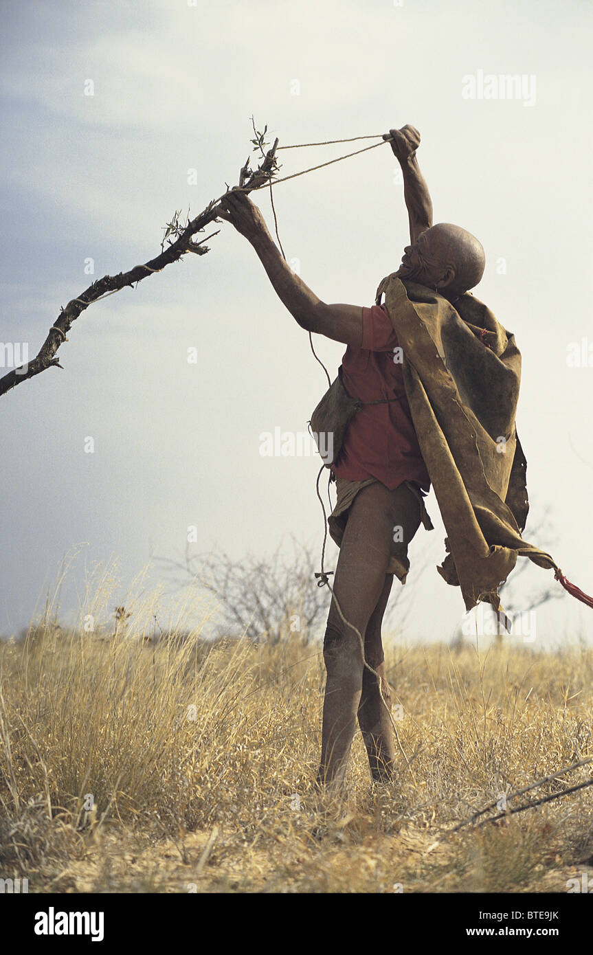 Une vieille Khoi San (bushman) prépare un piège à oiseaux à l'aide d'un morceau de corde et une branche Banque D'Images