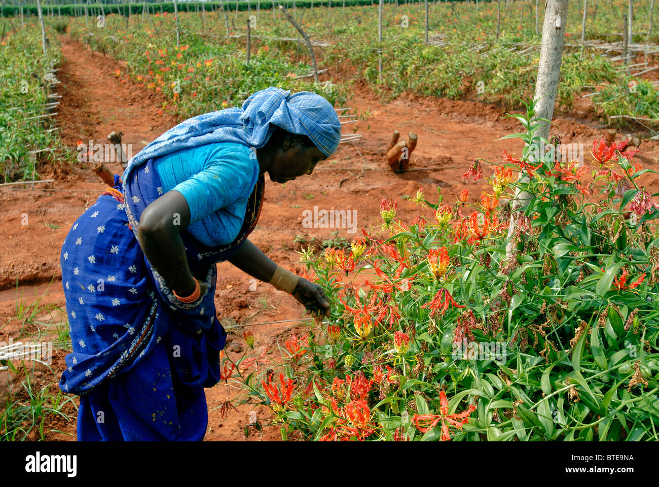 Les travailleurs agricoles qualifiés faisant la pollinisation manuelle dans Gloriosa superba Banque D'Images