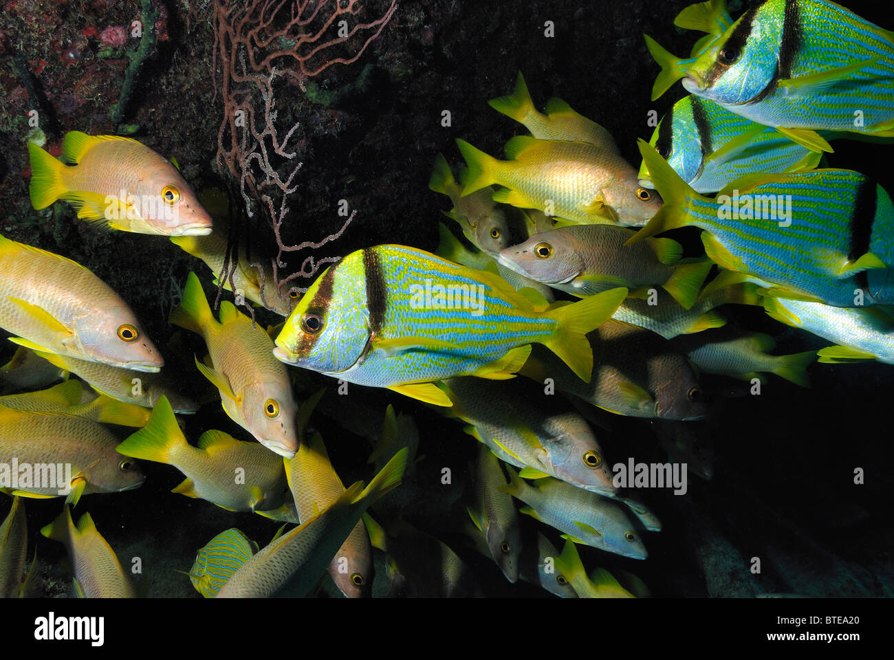 Porkfish et maître d'école de poisson de la côte au large de Key Largo, Florida, USA Banque D'Images