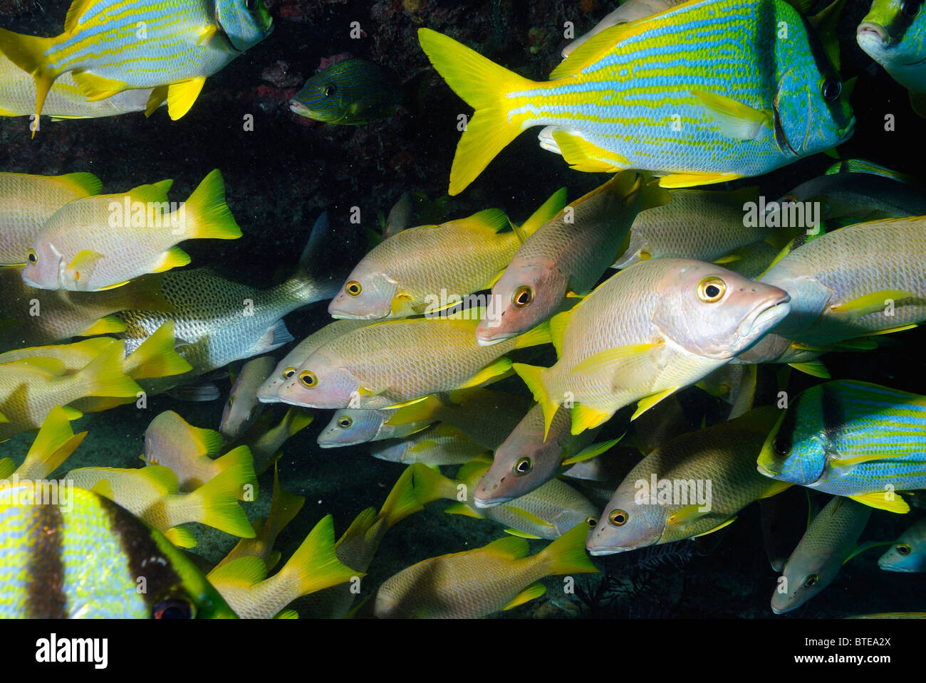 Porkfish et maître d'école de poisson de la côte au large de Key Largo, Florida, USA Banque D'Images