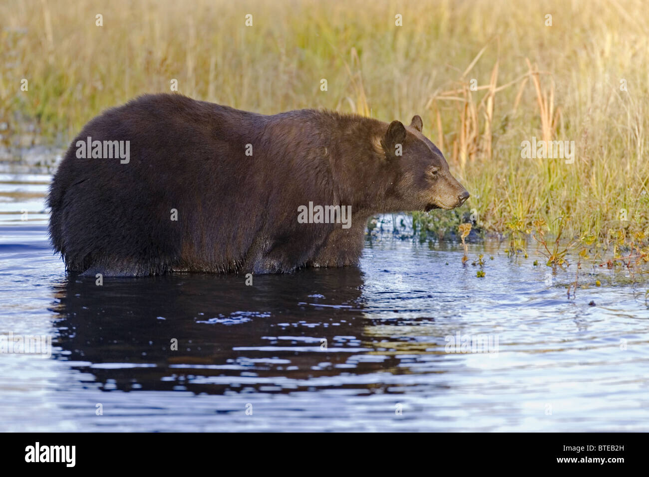 Cinnamon Bear dans l'eau par river bank Banque D'Images