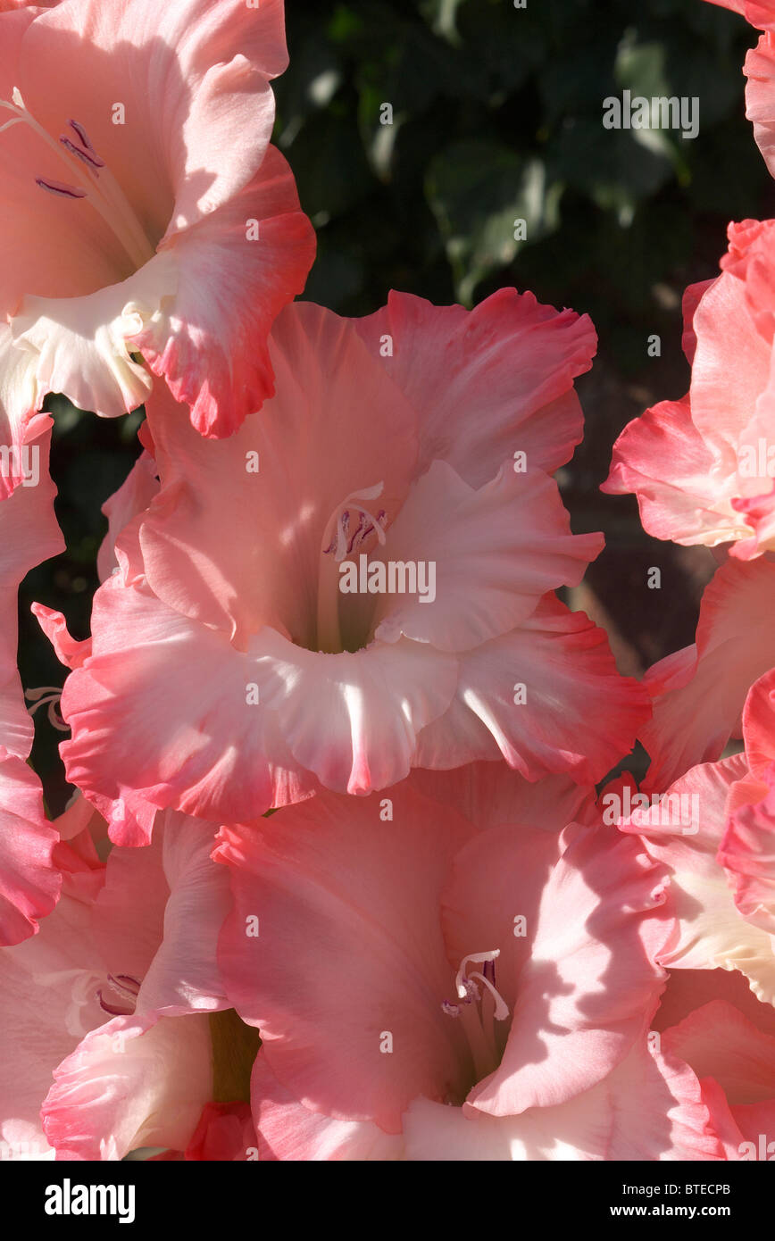 Gros plan sur la fleur glaïeul Banque D'Images