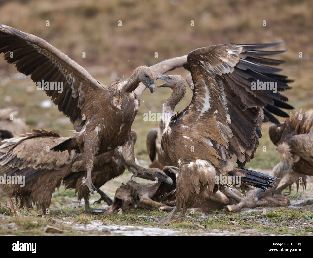 Les vautours Vautours fauves Gyps fulvus combats de carcasse Pyrénées espagnoles Banque D'Images