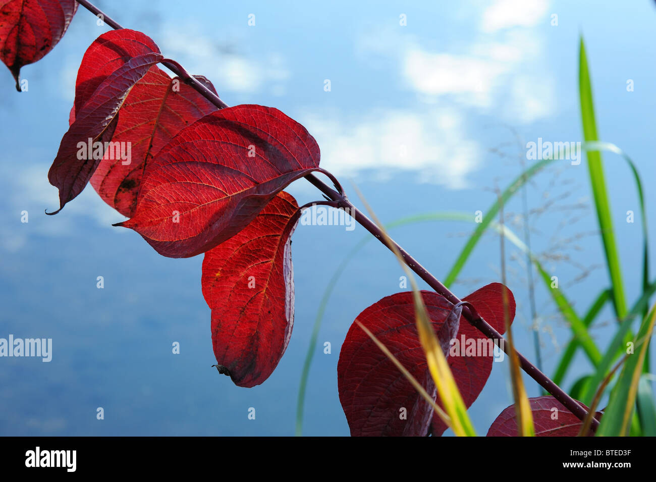 Red autumnal leaves against a blue sky Banque D'Images Red autumnal leaves against a blue sky Banque D'Images