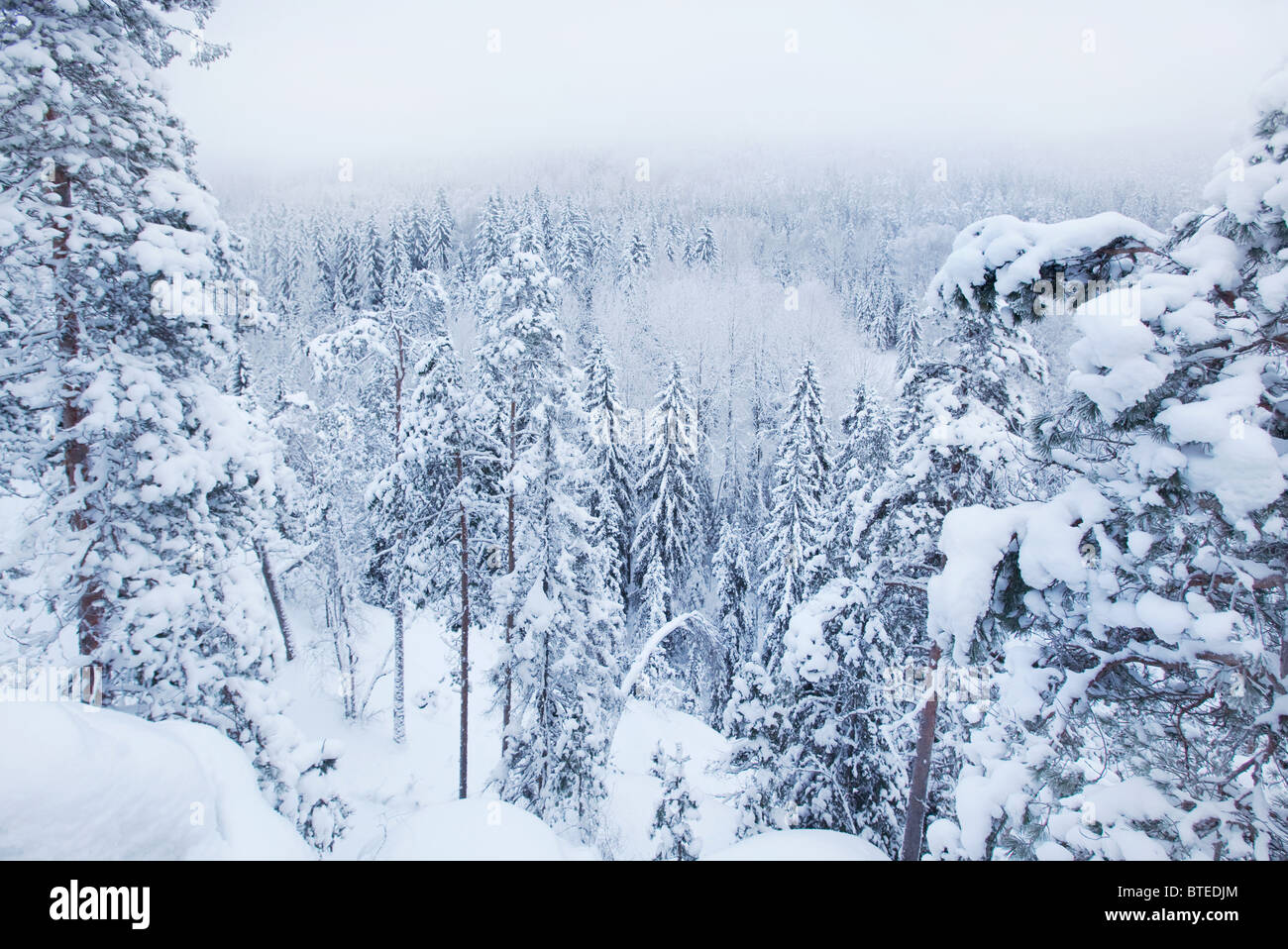 En hiver Nuuksio National Park, Espoo, Finlande Banque D'Images