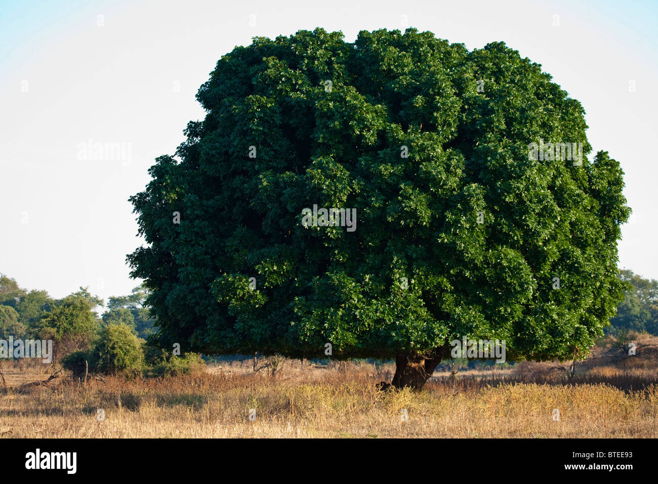 Un grand acajou (le Trichilia emetica) arbre montrant une très nette ligne parcourir sur le bord inférieur de l'auvent Banque D'Images