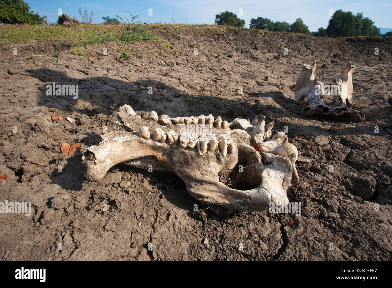 Crâne d'hippopotames sur les bords de piscines depuis longtemps Banque D'Images