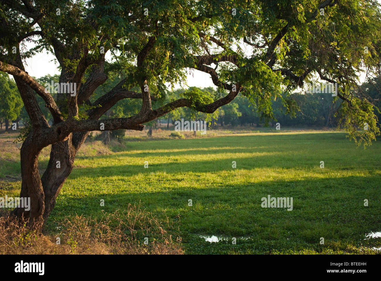 Vue panoramique d'un seul arbre albida sur le bord d'un pan de saison couverte de végétation luxuriante élodée. Banque D'Images
