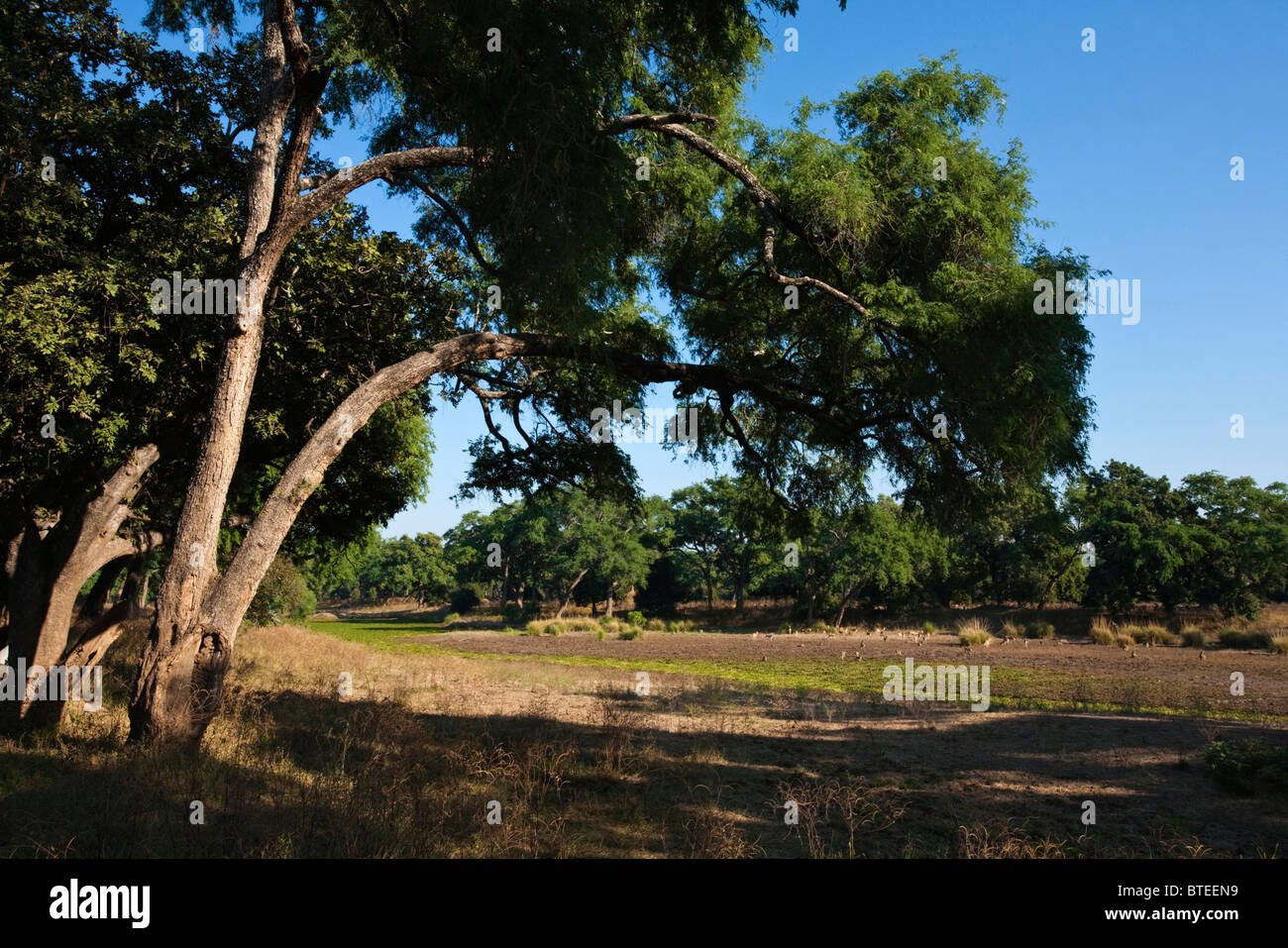 Vue panoramique de babouins et impala dans une clairière d'alimentation ouvert dans un grand terrain boisé Banque D'Images