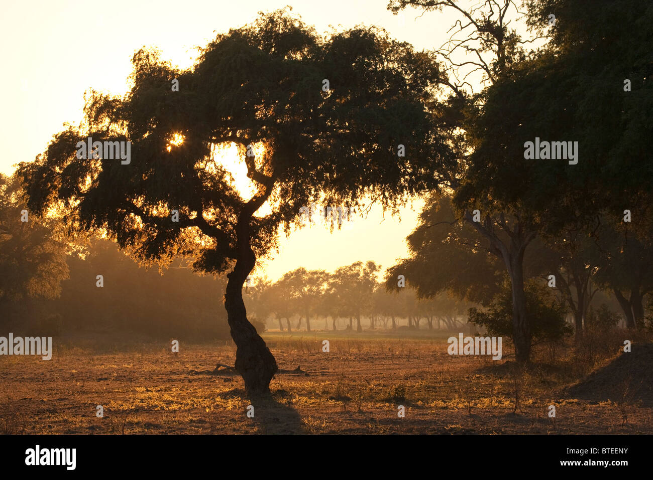 Moody dawn scène d'une silhouette d'arbre sur une plaine Albida avec un fond boisé lointain Banque D'Images