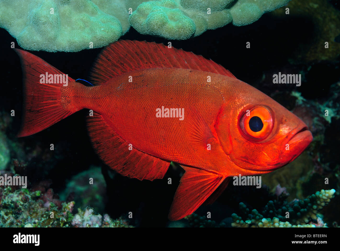 Queue de poisson obèse de croissant sur un récif de la Mer Rouge. Banque D'Images
