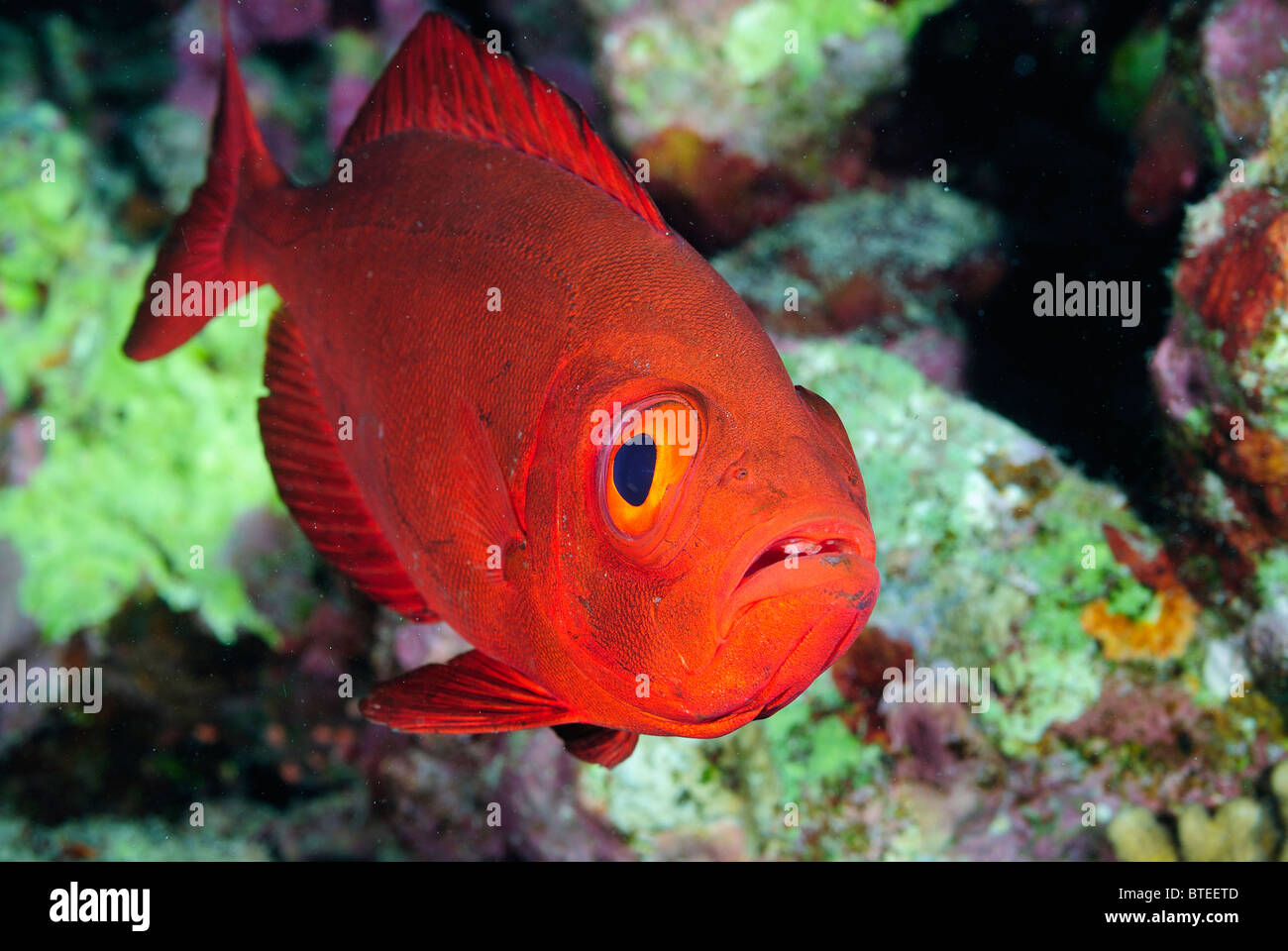 Queue de poisson obèse de croissant sur un récif de la Mer Rouge. Banque D'Images