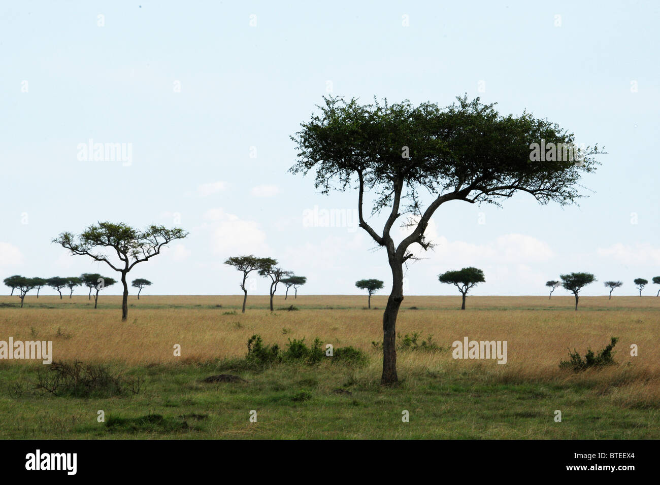 Vue panoramique des arbres dispersés dans les plaines du Mara Banque D'Images