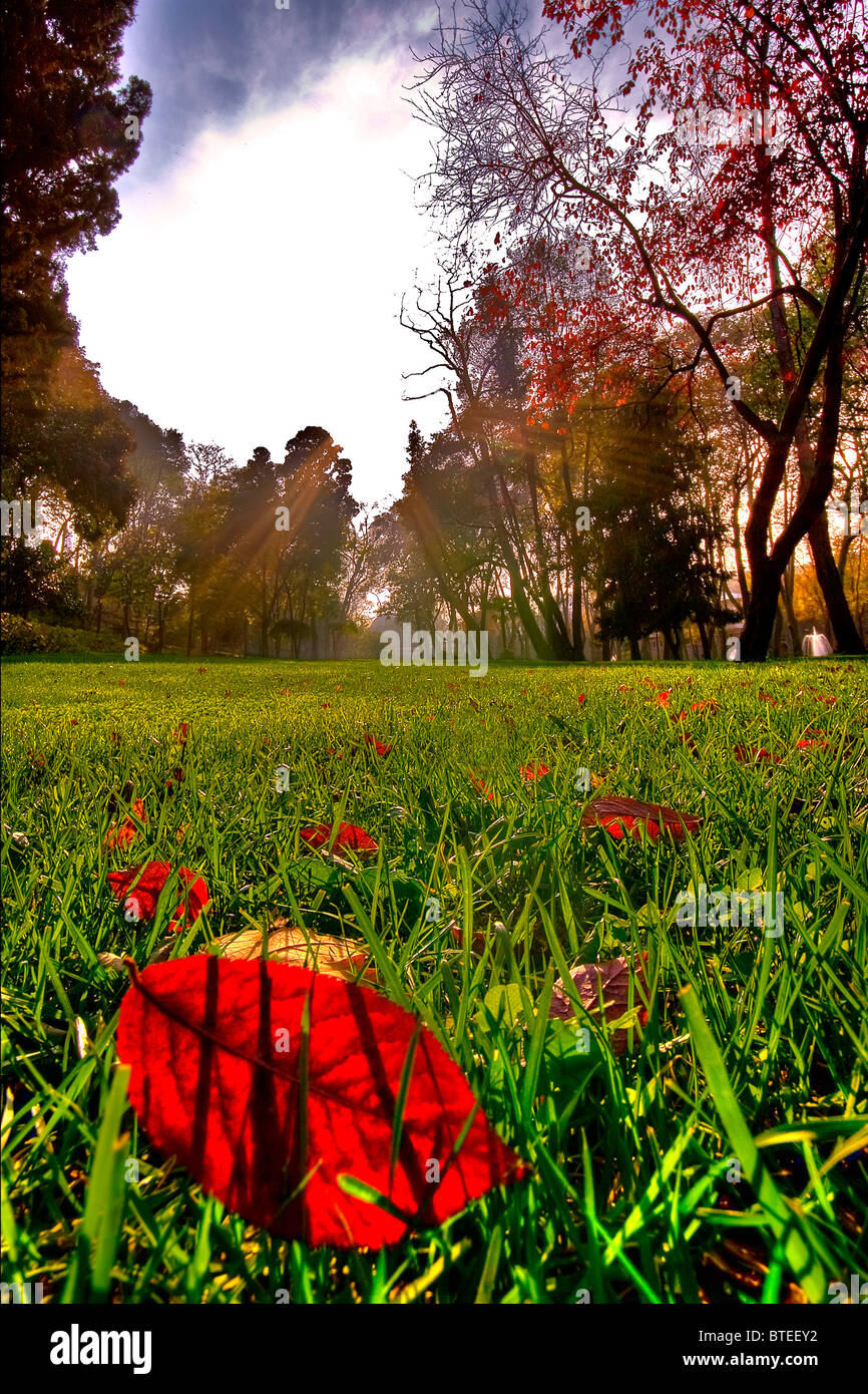 La feuille rouge sur la pelouse verte sur un jour d'automne Banque D'Images