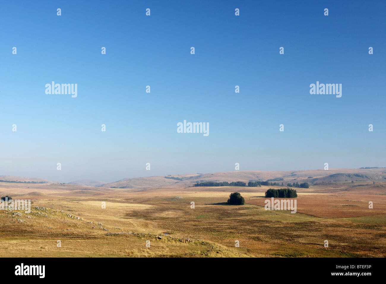 Vue panoramique sur les pelouses sèches et les massifs d'arbres en approche à Dullstroom Banque D'Images