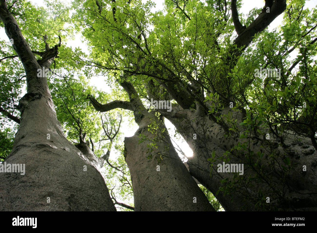 Low angle view of Chapman's baobab Banque D'Images