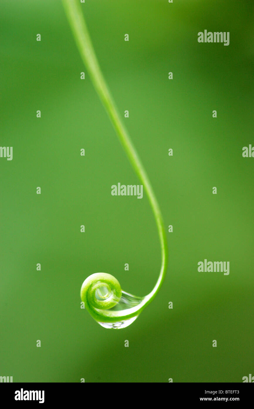 Goutte de pluie sur un recroquevillé stigmate d'une fleur Banque D'Images