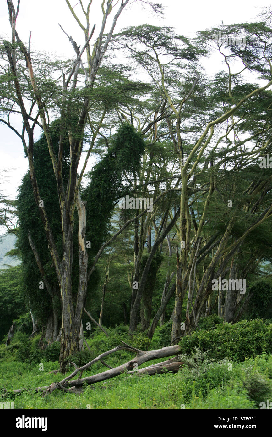 Lerai fever tree forest Banque D'Images