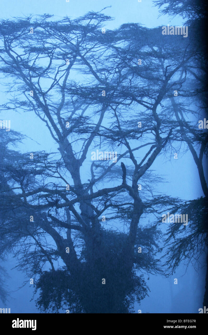 La fièvre Lerai arbres dans la brume Banque D'Images