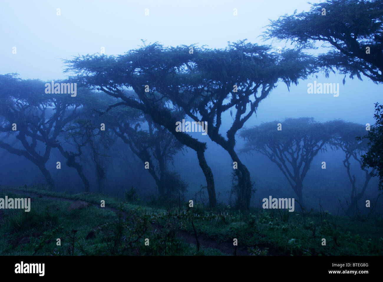 Brume matinale et arbres Banque D'Images